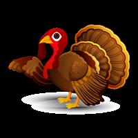 turkey